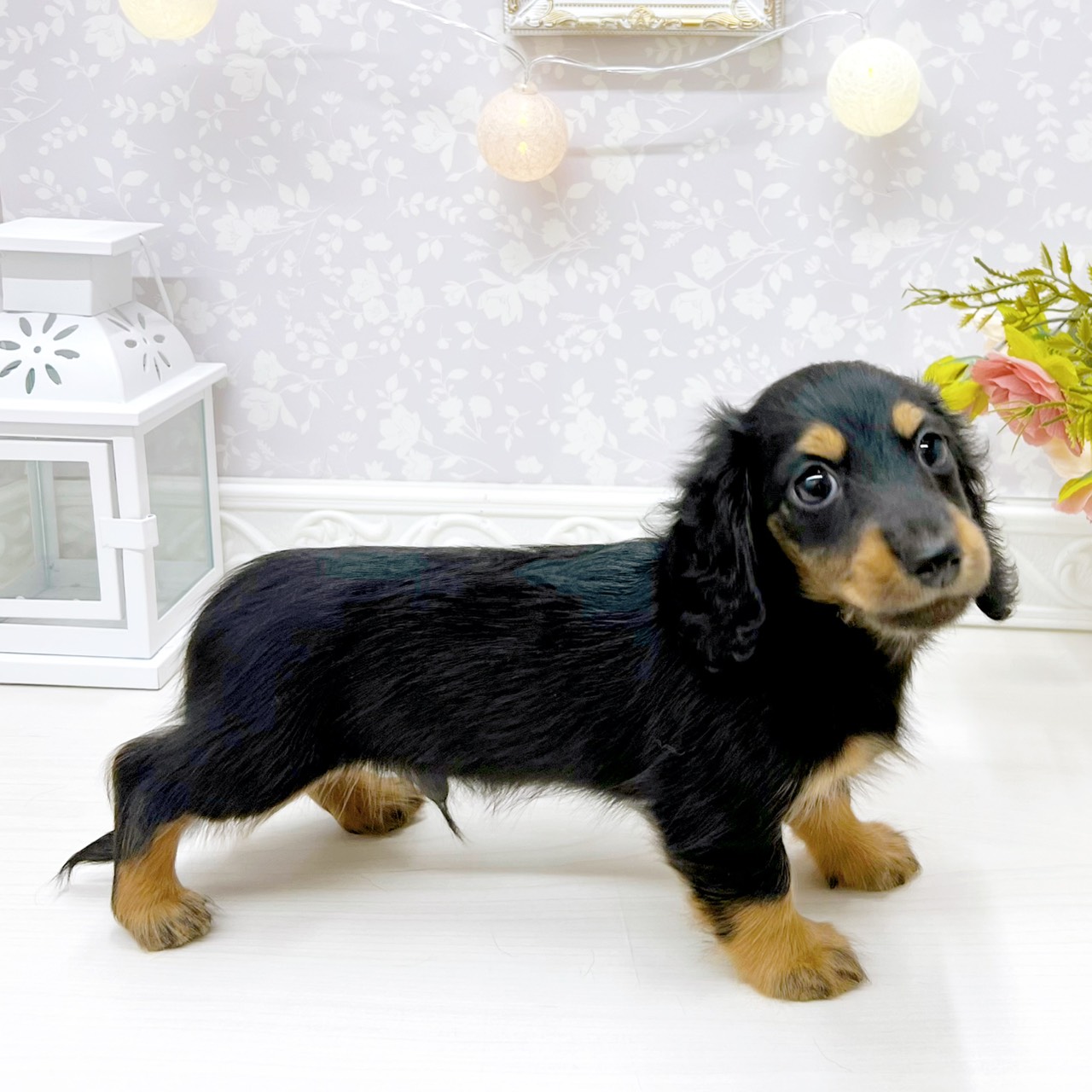 富山県のミニチュアダックスフンド(ロング) (犬の家＆猫の里アミーゴ山室店/2026年3月21日生まれ/男の子/ブラックタン)の子犬の4枚目の画像
