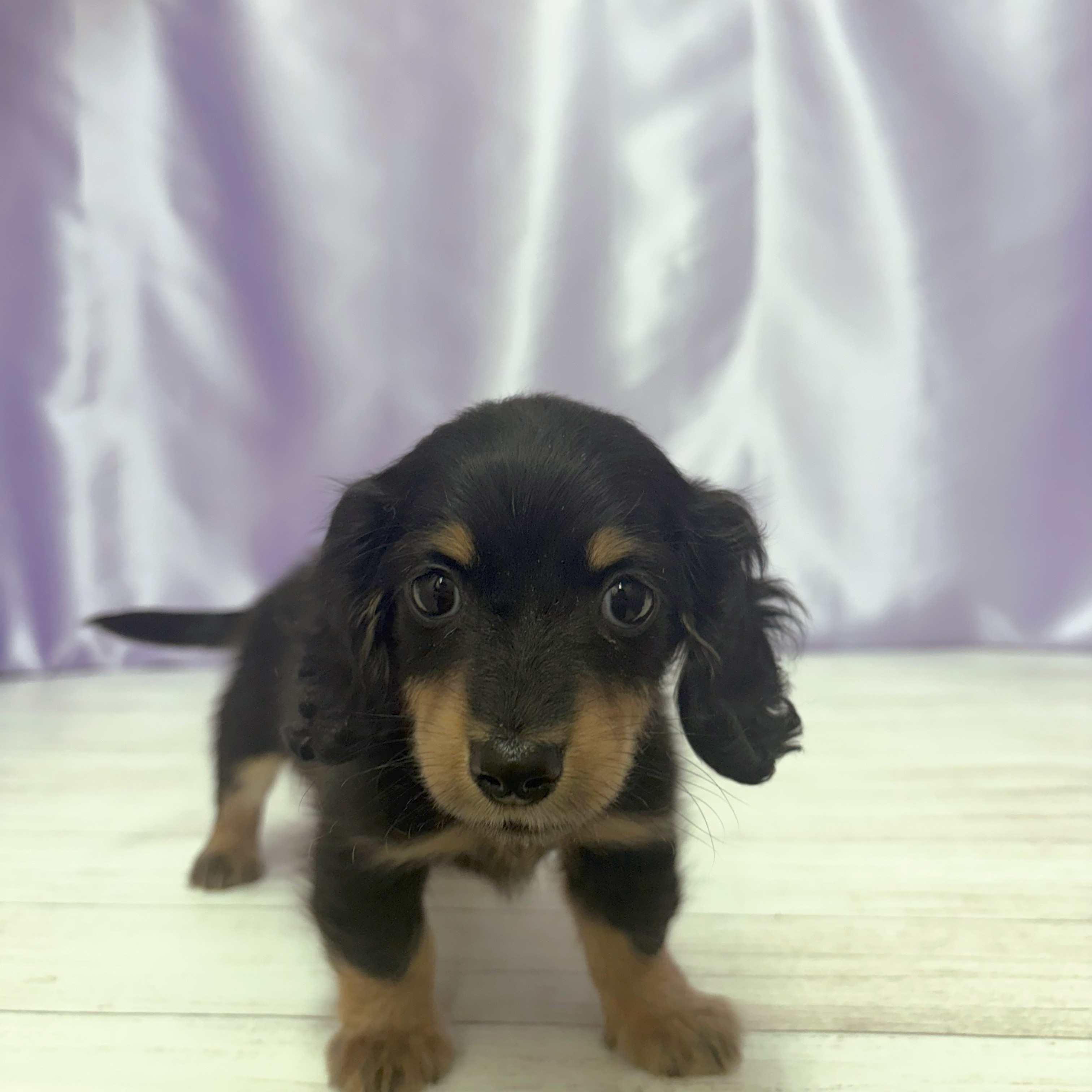 兵庫県のミニチュアダックスフンド(ロング) (犬の家＆猫の里尼崎店/2026年3月19日生まれ/女の子/ブラックタン)の子犬の1枚目の画像