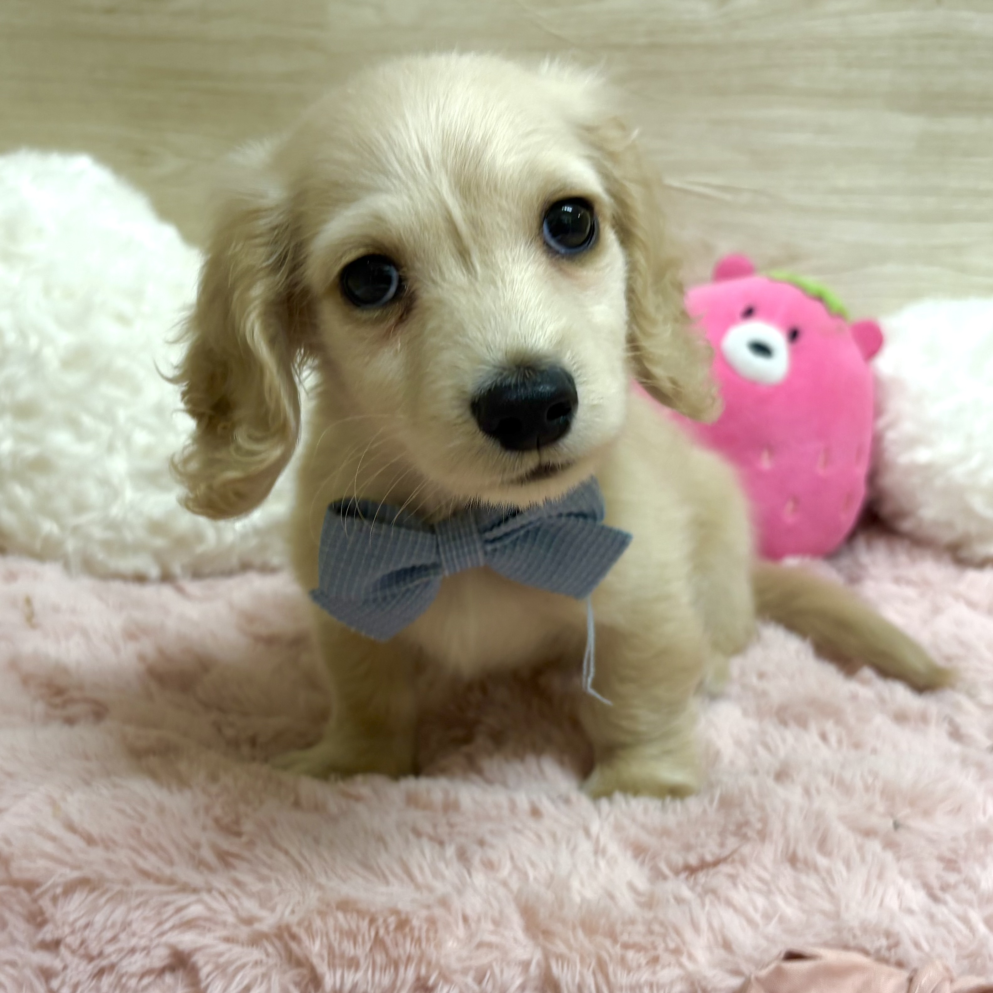大阪府のミニチュアダックスフンド(ロング) (犬の家＆猫の里そよら東岸和田店/2026年3月19日生まれ/男の子/イエロー)の子犬の4枚目の画像