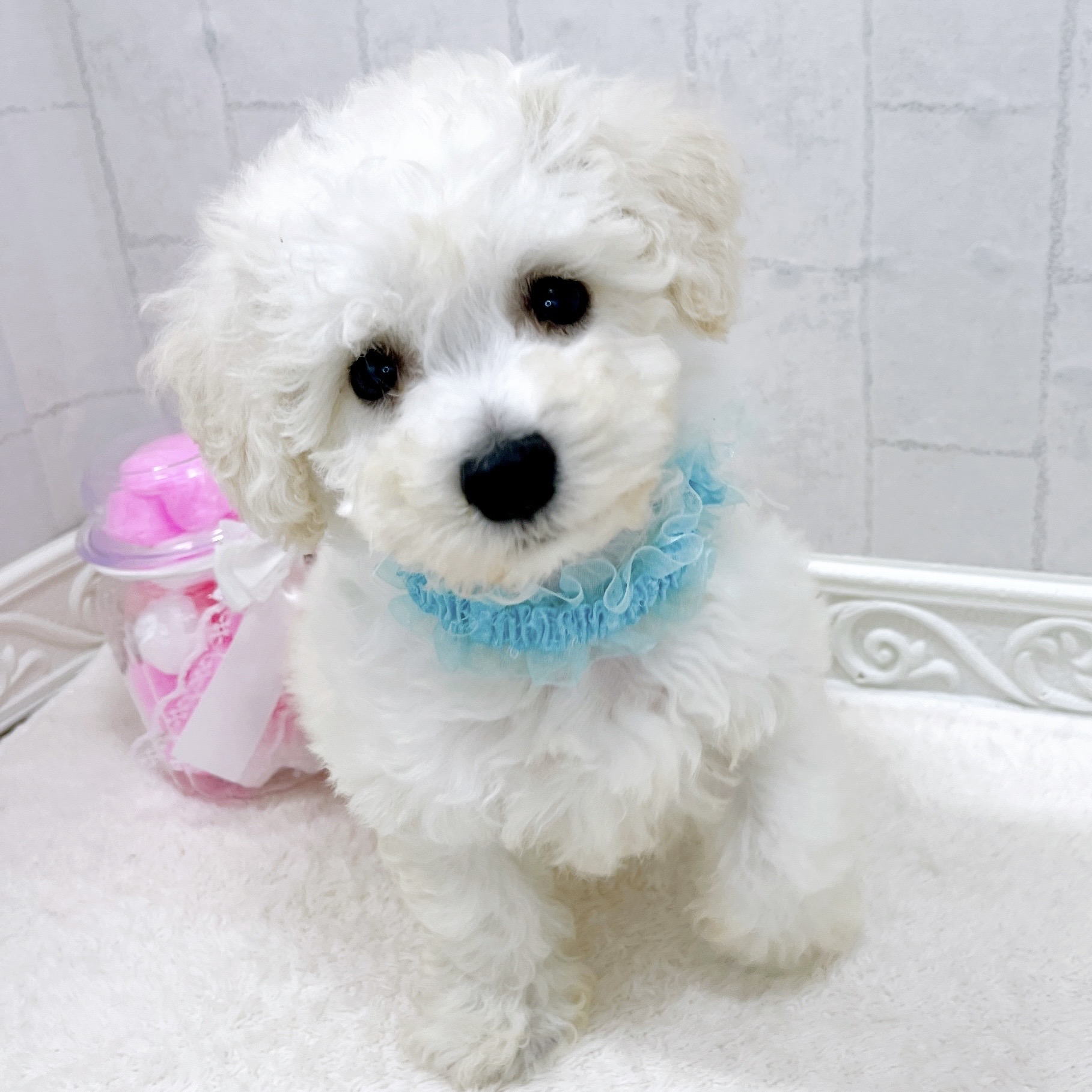 石川県のビションフリーゼ (犬の家＆猫の里アミーゴ金沢有松店/2026年3月15日生まれ/男の子/ホワイト)の子犬の4枚目の画像