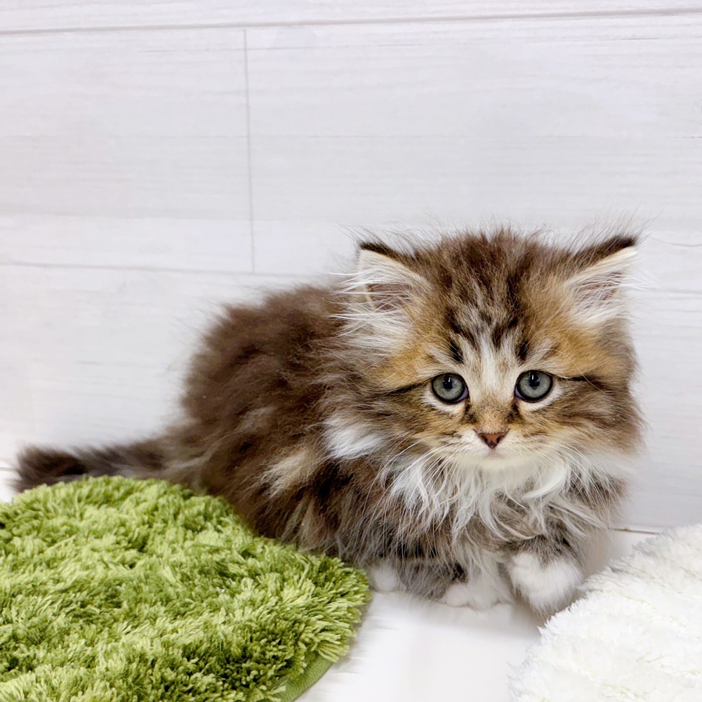 石川県のスコティッシュストレート (犬の家＆猫の里アミーゴ金沢おこばた店/2026年3月19日生まれ/男の子/ブラウンタビーホワイト)の子猫の4枚目の画像
