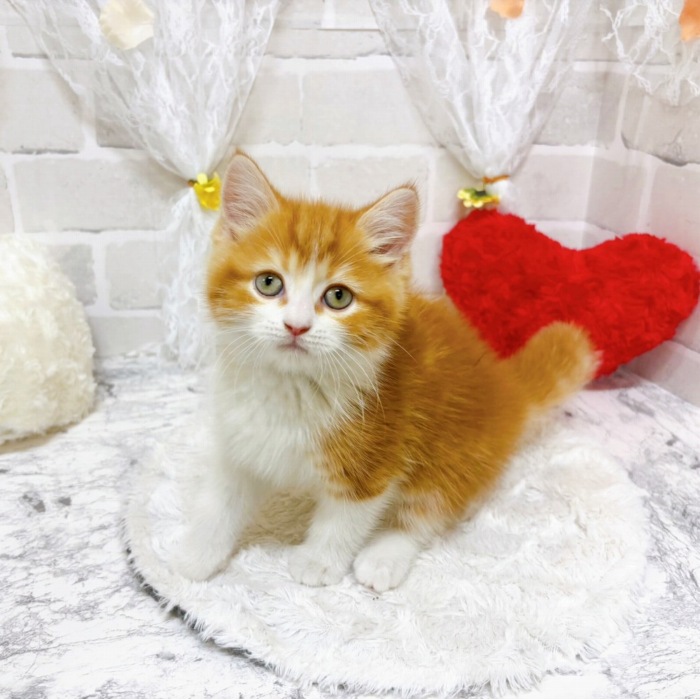 京都府のスコティッシュストレート (犬の家＆猫の里京都精華店/2026年3月16日生まれ/男の子/レッドタビーホワイト)の子猫の4枚目の画像
