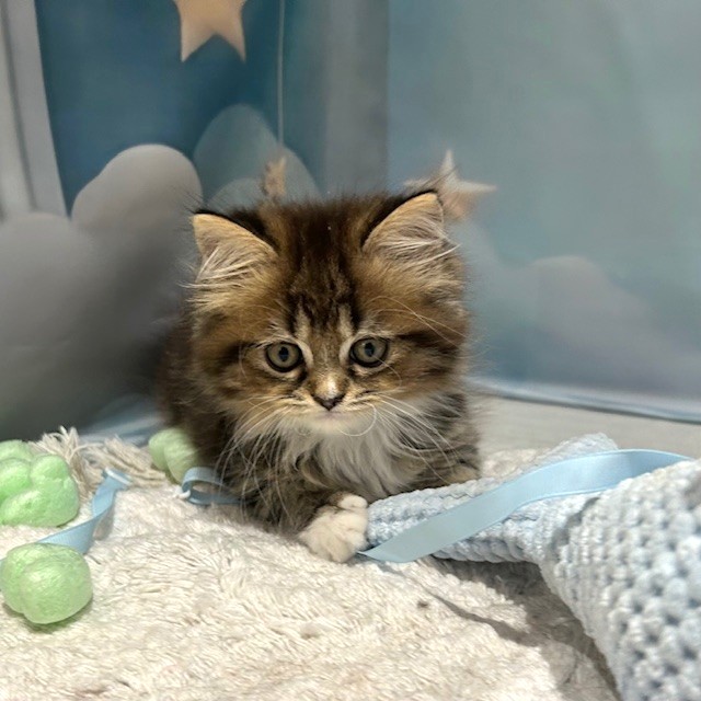 福岡県のスコティッシュストレート (犬の家＆猫の里トリアス久山店/2026年3月22日生まれ/女の子/ブラウンタビーホワイト)の子猫の4枚目の画像