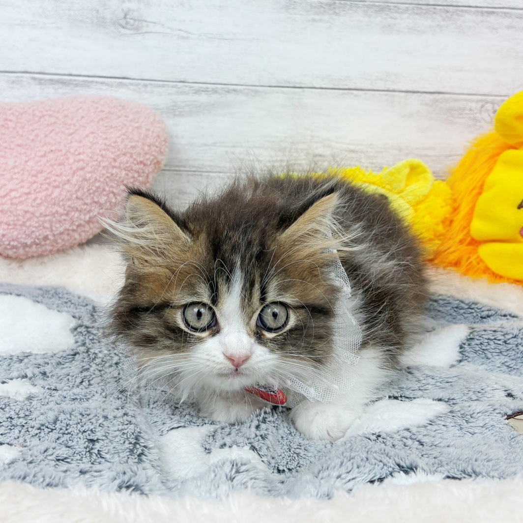 兵庫県のミヌエット (犬の家＆猫の里川西店/2026年3月16日生まれ/女の子/ブラウンタビーホワイト)の子猫の4枚目の画像