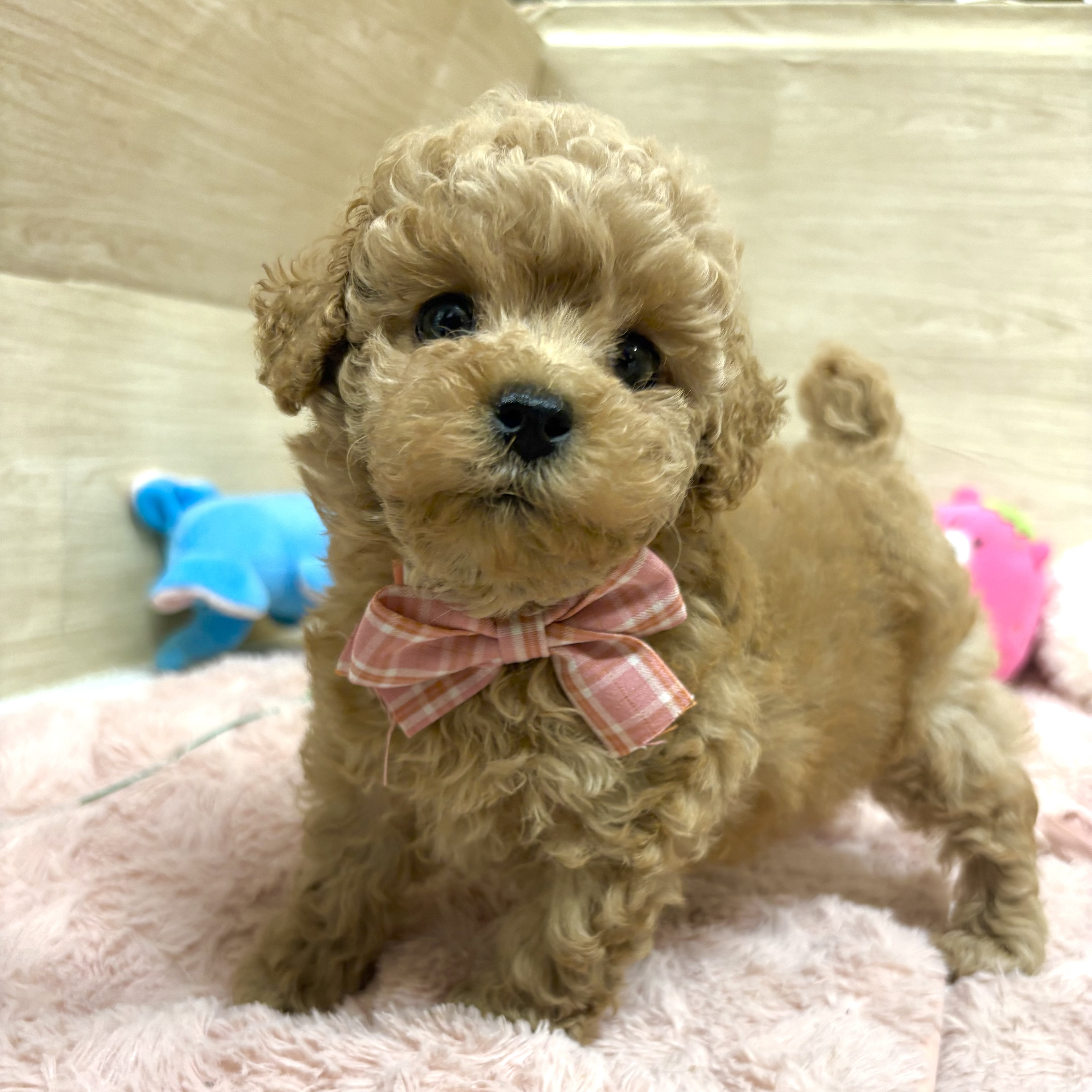 大阪府のトイプードル(トイ) (犬の家＆猫の里そよら東岸和田店/2026年3月18日生まれ/女の子/アプリコット)の子犬の4枚目の画像
