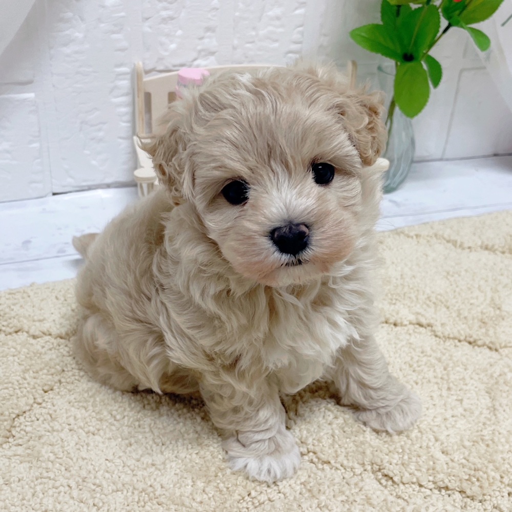 岡山県のマルプー(マルチーズ×プードル) (犬の家＆猫の里岡山店/2026年3月22日生まれ/男の子/クリームホワイト)の子犬の4枚目の画像