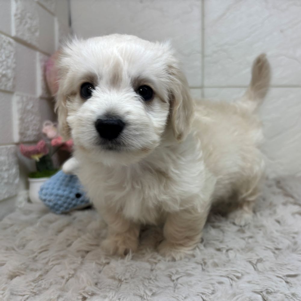 兵庫県のマルックス(マルチーズ×ダックス) (犬の家＆猫の里ゆめタウン姫路店/2026年3月22日生まれ/男の子/クリーム)の子犬の4枚目の画像