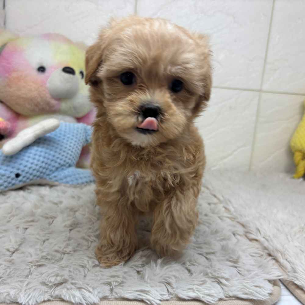 兵庫県のマルプー(マルチーズ×プードル) (犬の家＆猫の里ゆめタウン姫路店/2026年3月22日生まれ/女の子/クリーム)の子犬の4枚目の画像