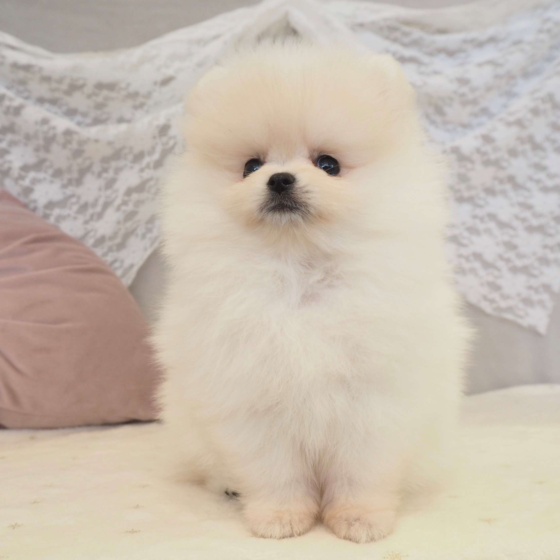 大阪府のポメラニアン (犬の家＆猫の里もりのみやキューズモールBASE店/2026年3月21日生まれ/女の子/クリームホワイト)の子犬の4枚目の画像
