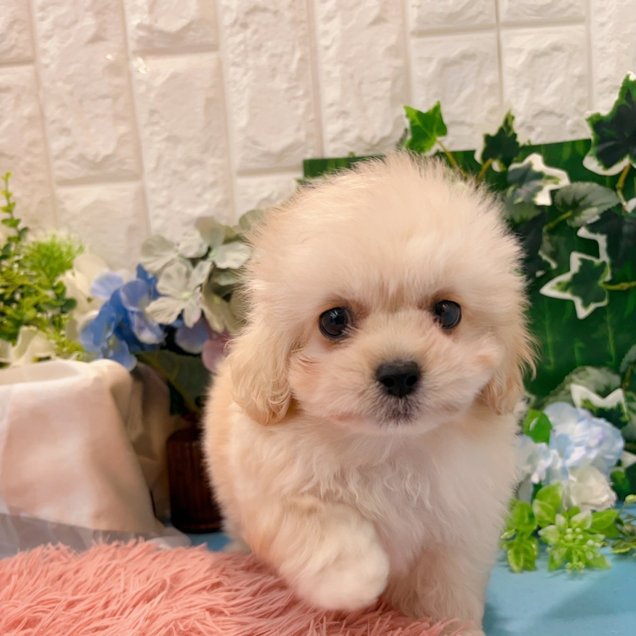 岡山県のペキプー(ペキニーズ×プードル) (犬の家＆猫の里倉敷店/2026年3月20日生まれ/女の子/オレンジフォーン)の子犬の4枚目の画像