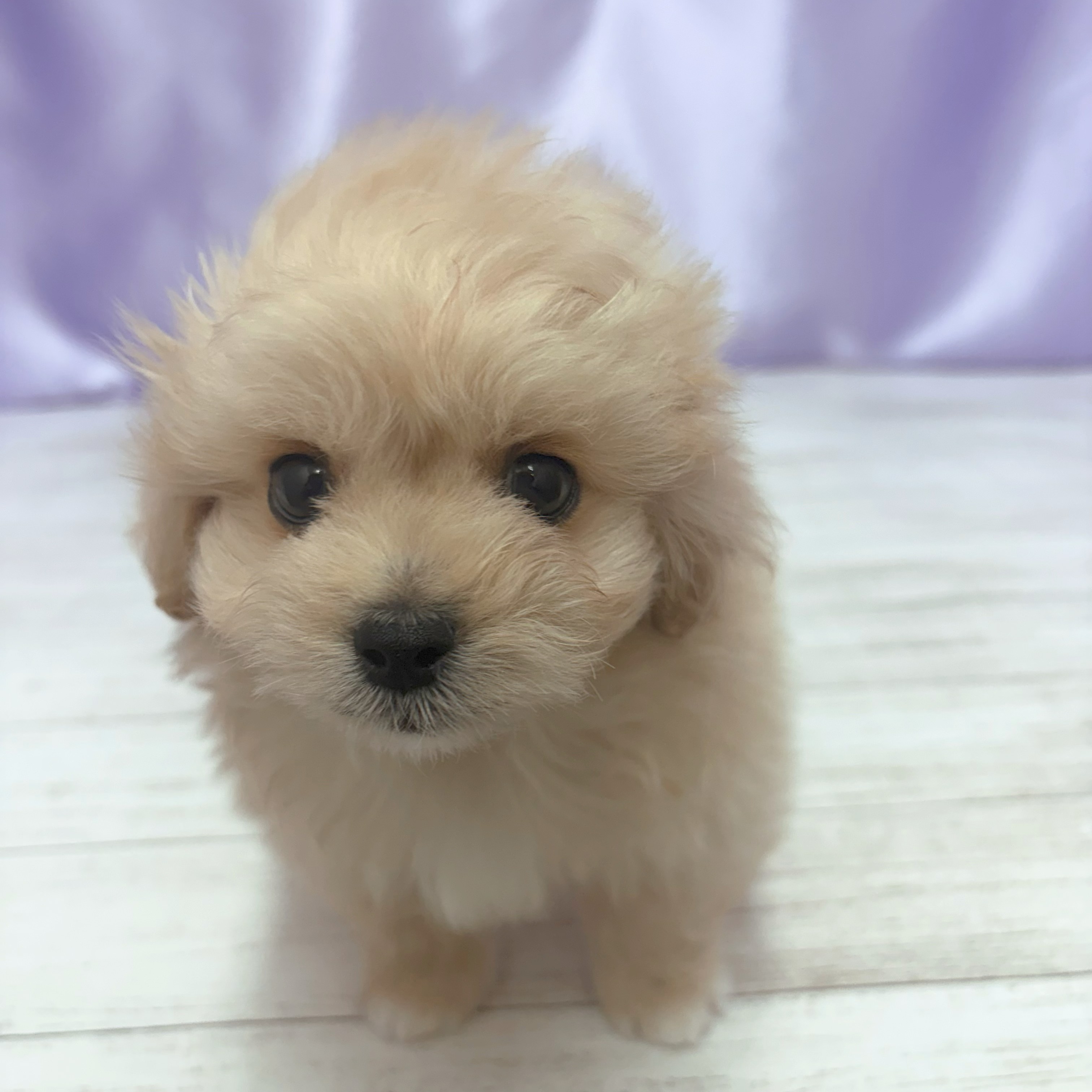 兵庫県のペキプー(ペキニーズ×プードル) (犬の家＆猫の里尼崎店/2026年3月20日生まれ/男の子/オレンジフォーン)の子犬の4枚目の画像