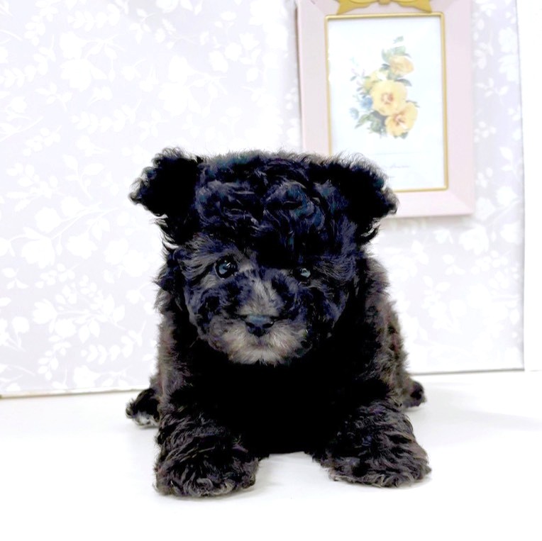 富山県のトイプードル(タイニー) (犬の家＆猫の里アミーゴ高岡蓮花寺店/2026年3月22日生まれ/女の子/グレー)の子犬の4枚目の画像