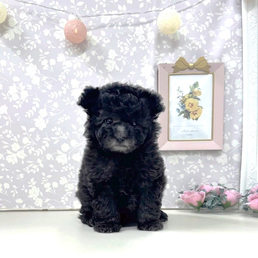 富山県のトイプードル(タイニー) (犬の家＆猫の里アミーゴ高岡蓮花寺店/2026年3月22日生まれ/女の子/グレー)の子犬の1枚目の画像