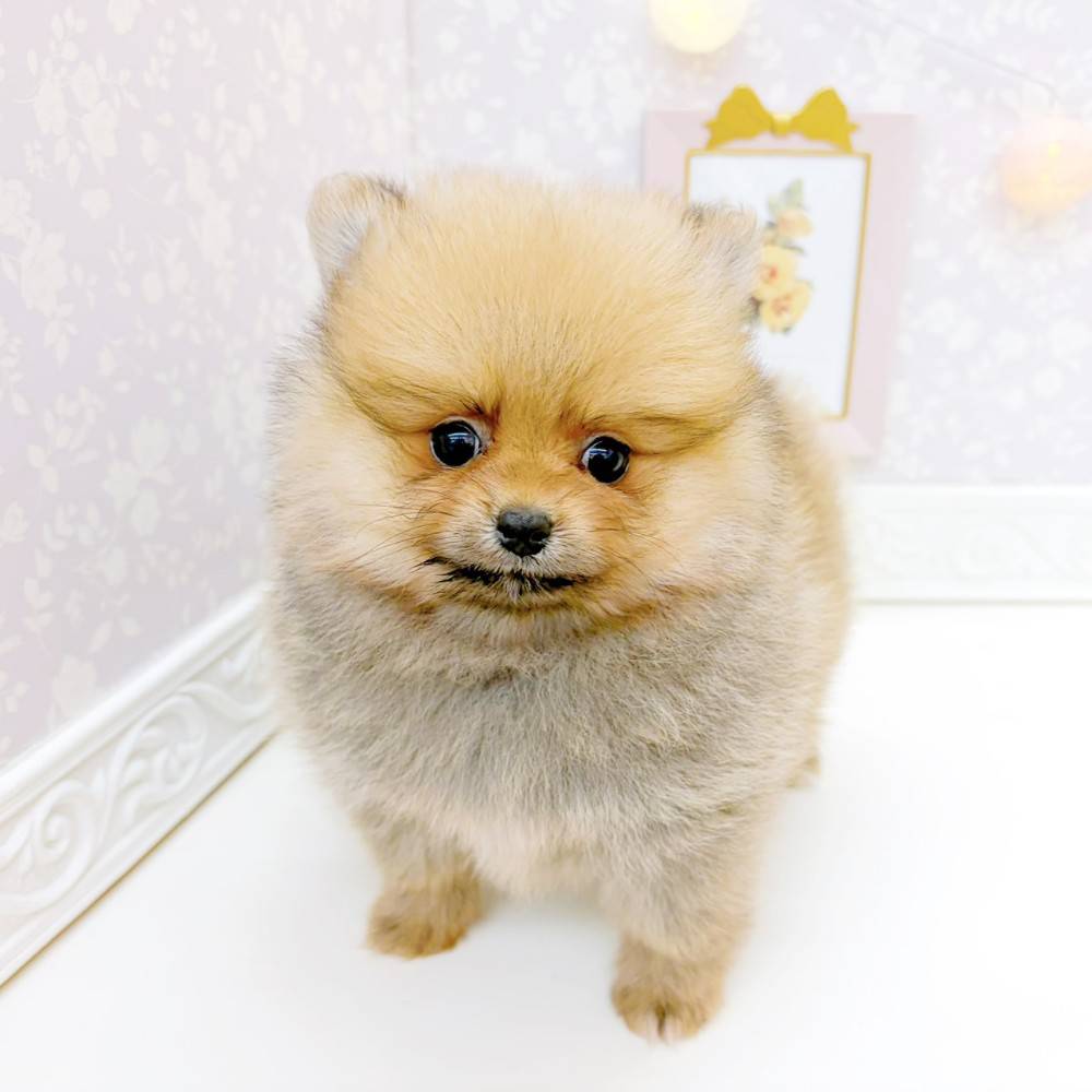 富山県のポメラニアン (犬の家＆猫の里富山店/2026年3月22日生まれ/女の子/オレンジセーブル)の子犬の4枚目の画像