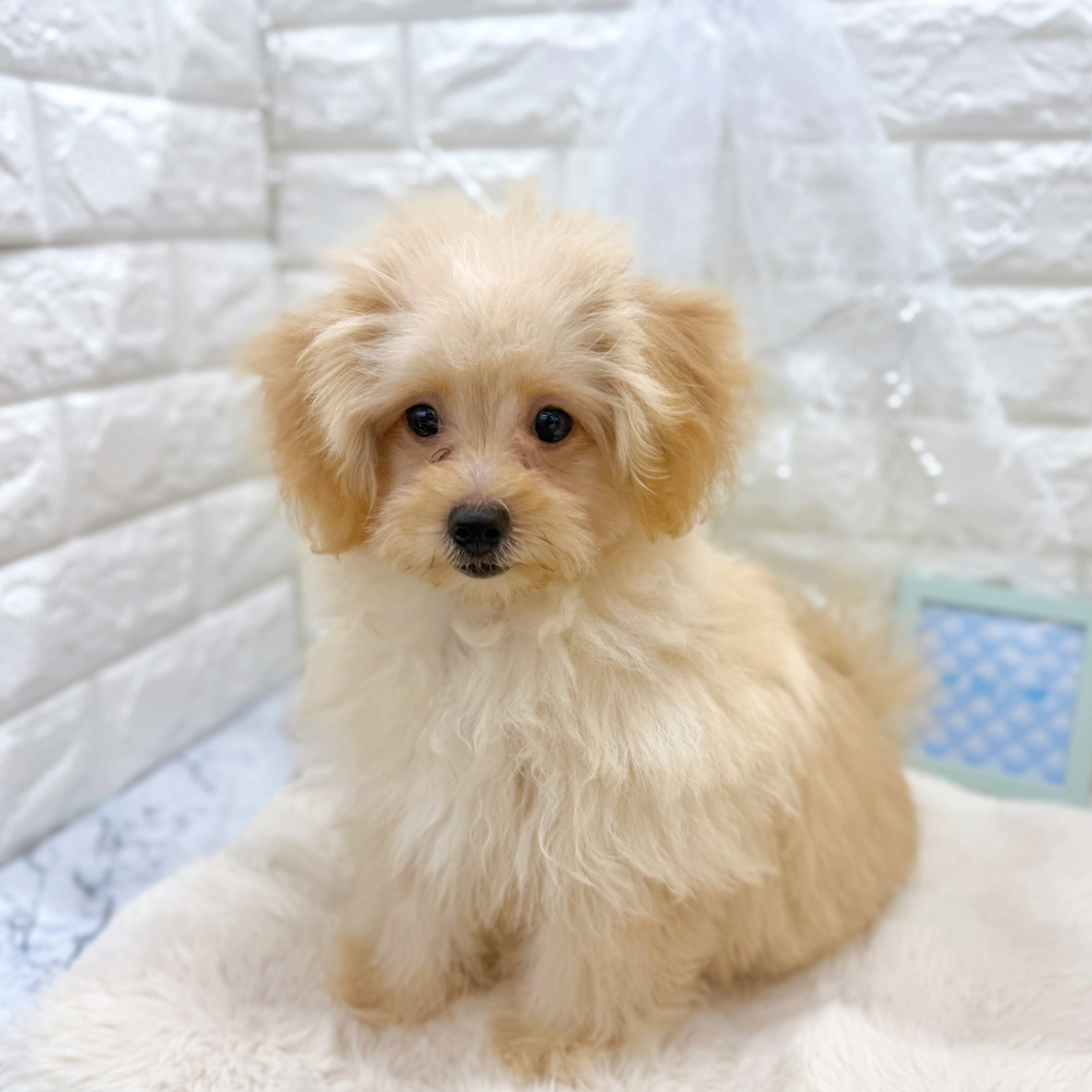 福井県のポメプー(ポメラニアン×プードル) (犬の家＆猫の里アミーゴ福井大和田店/2026年3月20日生まれ/男の子/クリーム)の子犬の4枚目の画像