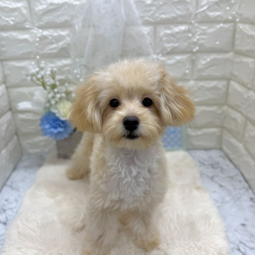 福井県のポメプー(ポメラニアン×プードル) (犬の家＆猫の里アミーゴ福井大和田店/2026年3月20日生まれ/男の子/クリーム)の子犬の4枚目の画像