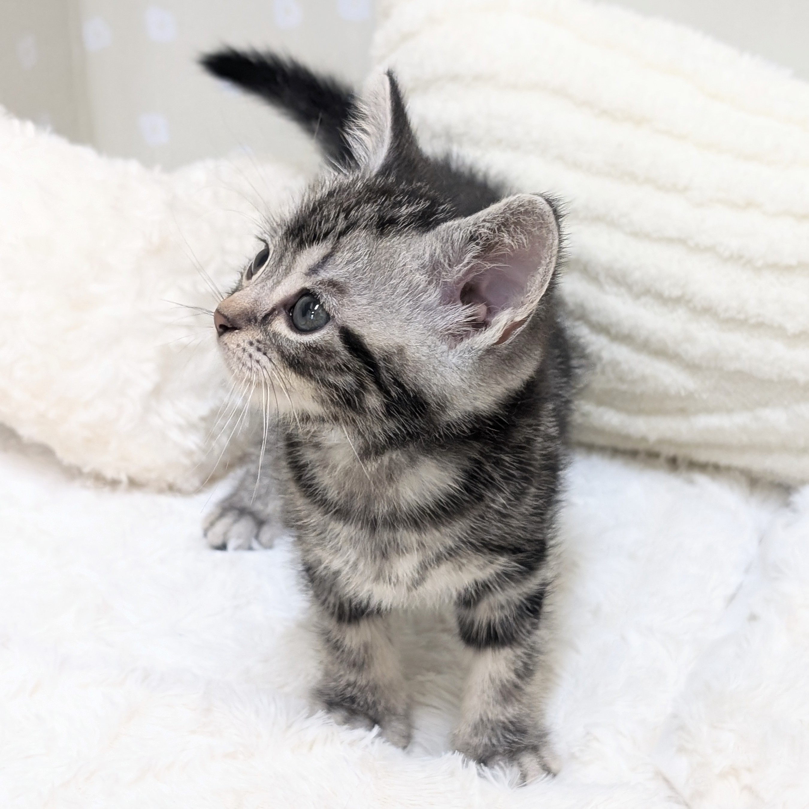 愛知県のアメリカンショートヘアー (犬の家＆猫の里安城店/2026年3月22日生まれ/男の子/シルバータビー)の子猫の4枚目の画像