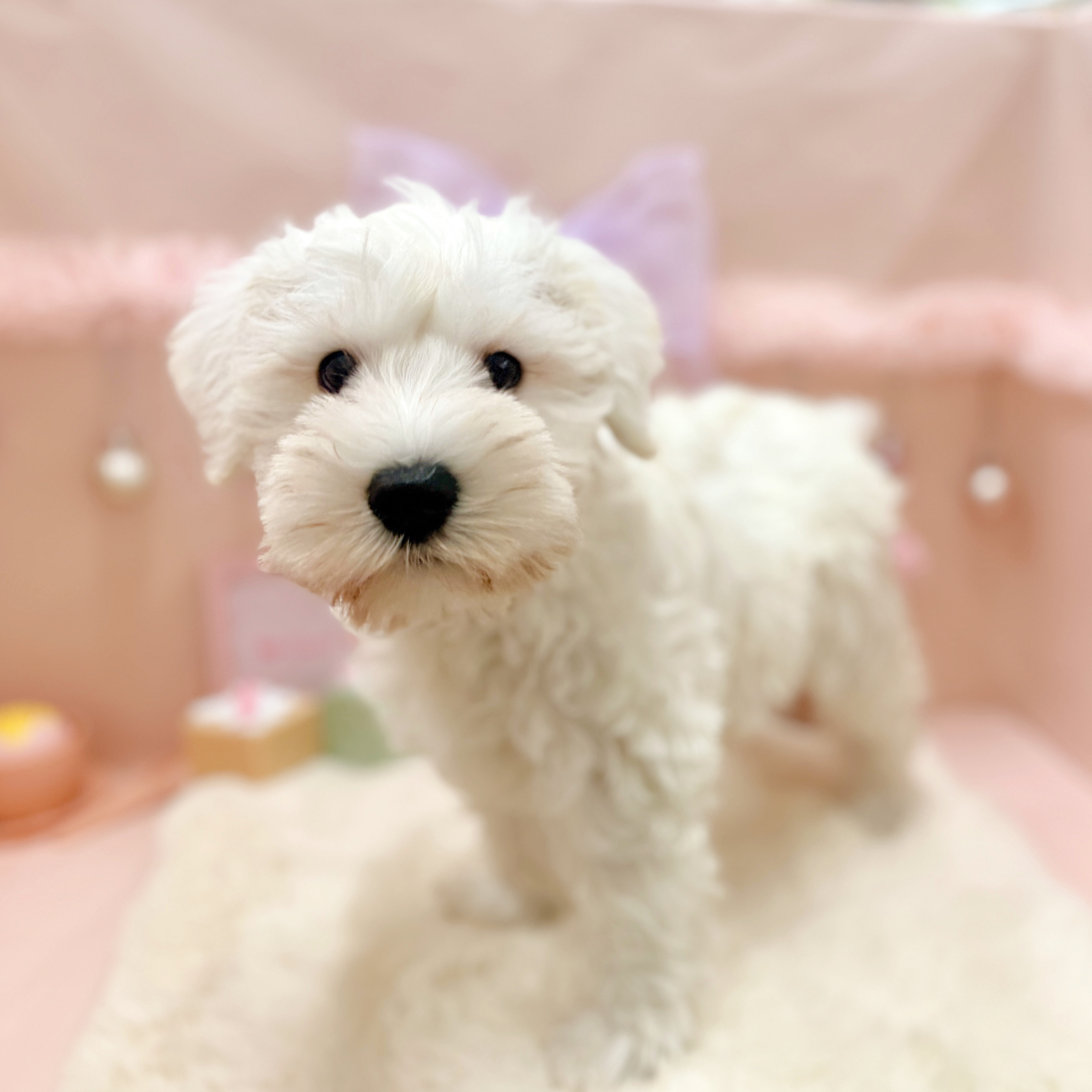 福井県のミニチュアシュナウザー (犬の家＆猫の里アミーゴ福井大和田店/2026年3月20日生まれ/女の子/ホワイト)の子犬の4枚目の画像