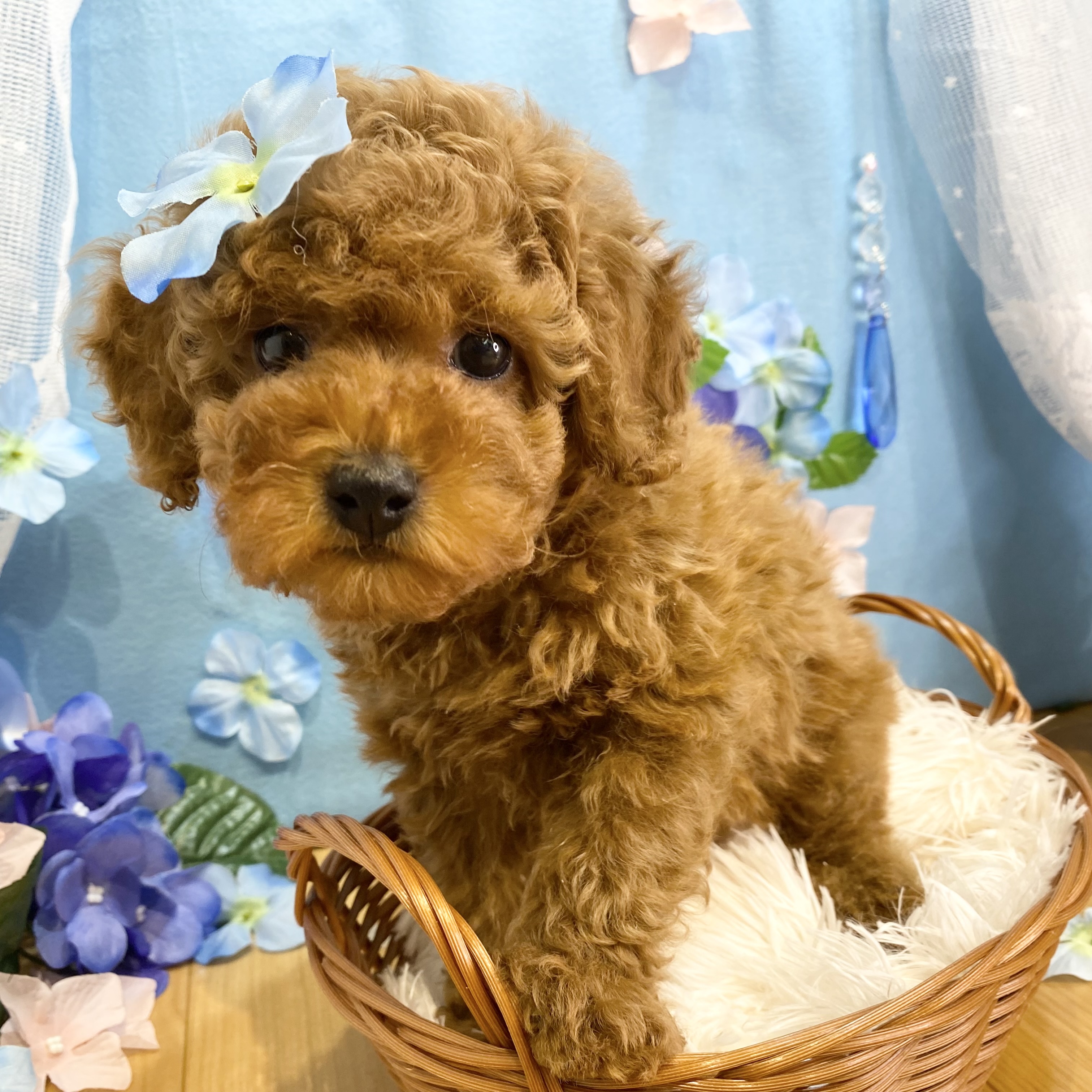 長野県のトイプードル(トイ) (犬の家＆猫の里カインズ梓川店/2026年3月21日生まれ/男の子/レッドフォーン)の子犬の4枚目の画像