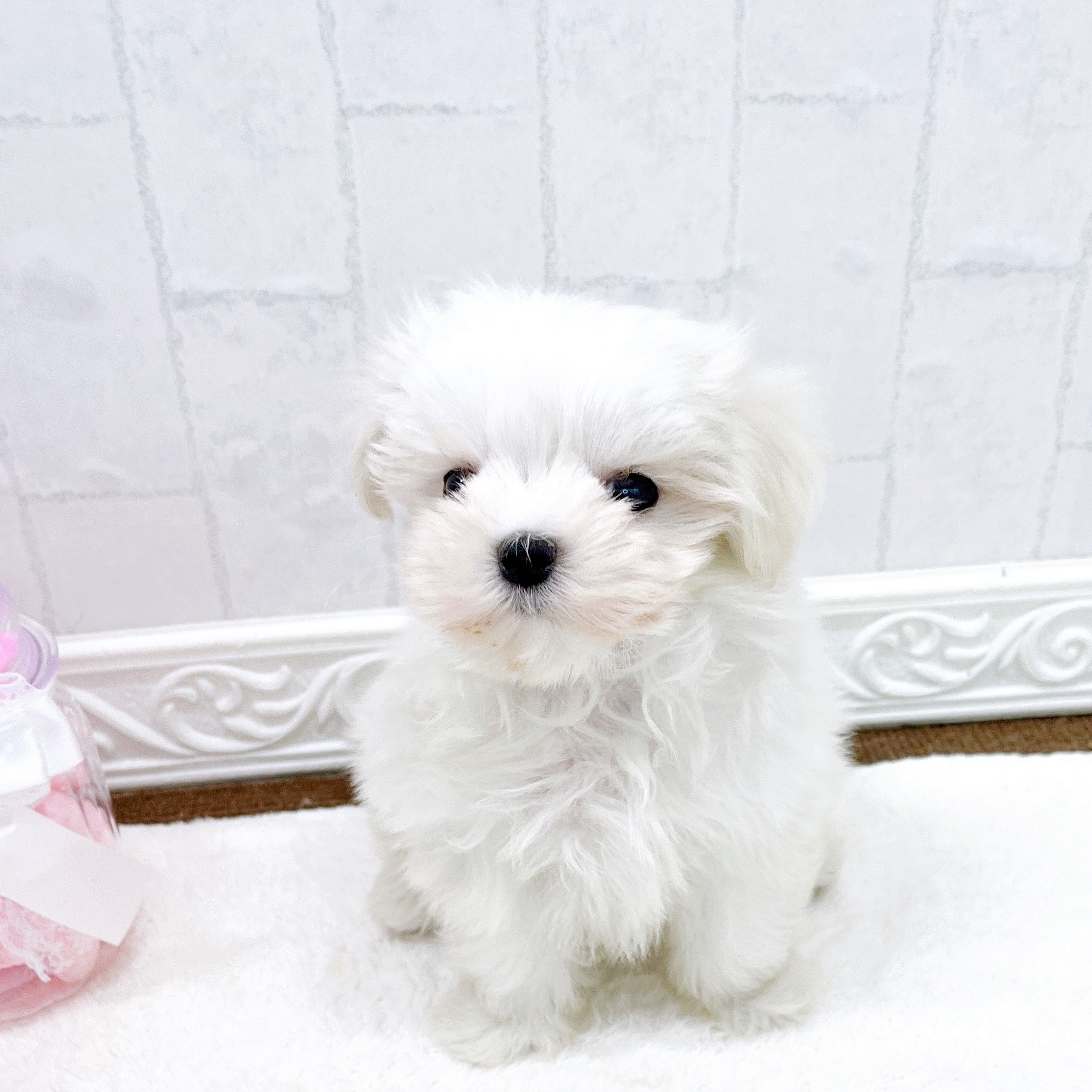 石川県のマルチーズ (犬の家＆猫の里アミーゴ金沢有松店/2026年3月21日生まれ/男の子/ホワイト)の子犬の4枚目の画像