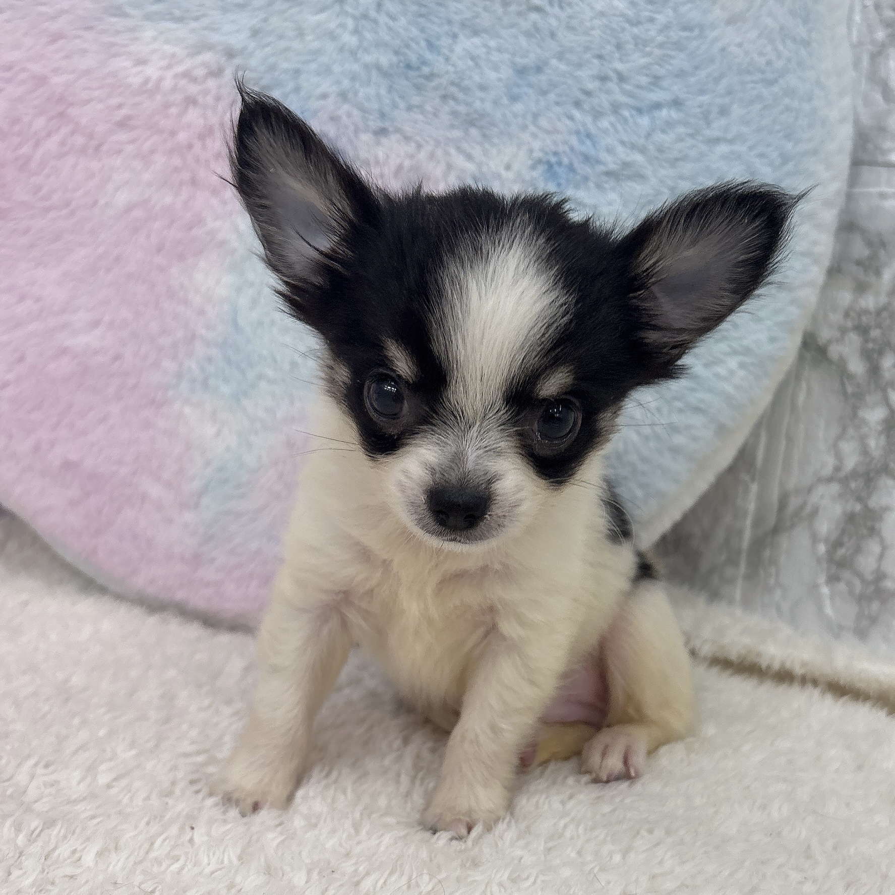 愛知県のチワワ(ロング) (犬の家＆猫の里エアポートウォーク店/2026年3月20日生まれ/男の子/ホワイトブラッククリーム)の子犬の4枚目の画像