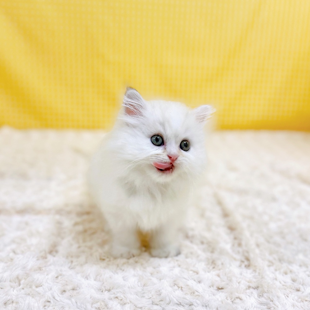 生体画像４