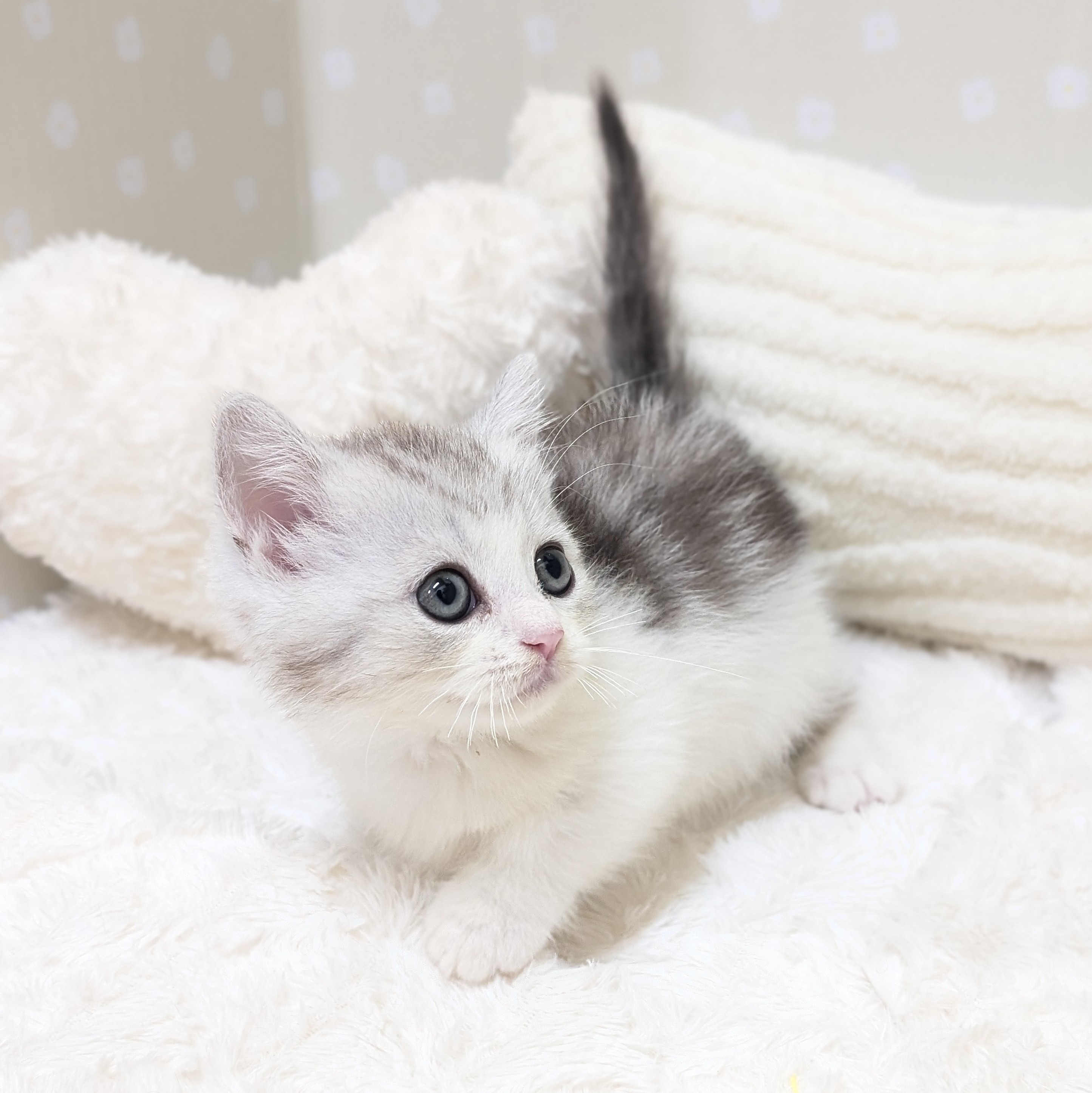 愛知県のミヌエット (犬の家＆猫の里安城店/2026年3月18日生まれ/男の子/シルバータビーホワイト)の子猫の4枚目の画像