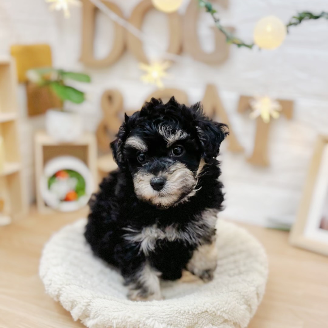 千葉県のマルプー(マルチーズ×プードル) (犬の家＆猫の里ワンズモール稲毛店/2026年3月24日生まれ/男の子/ブラックタン)の子犬の4枚目の画像