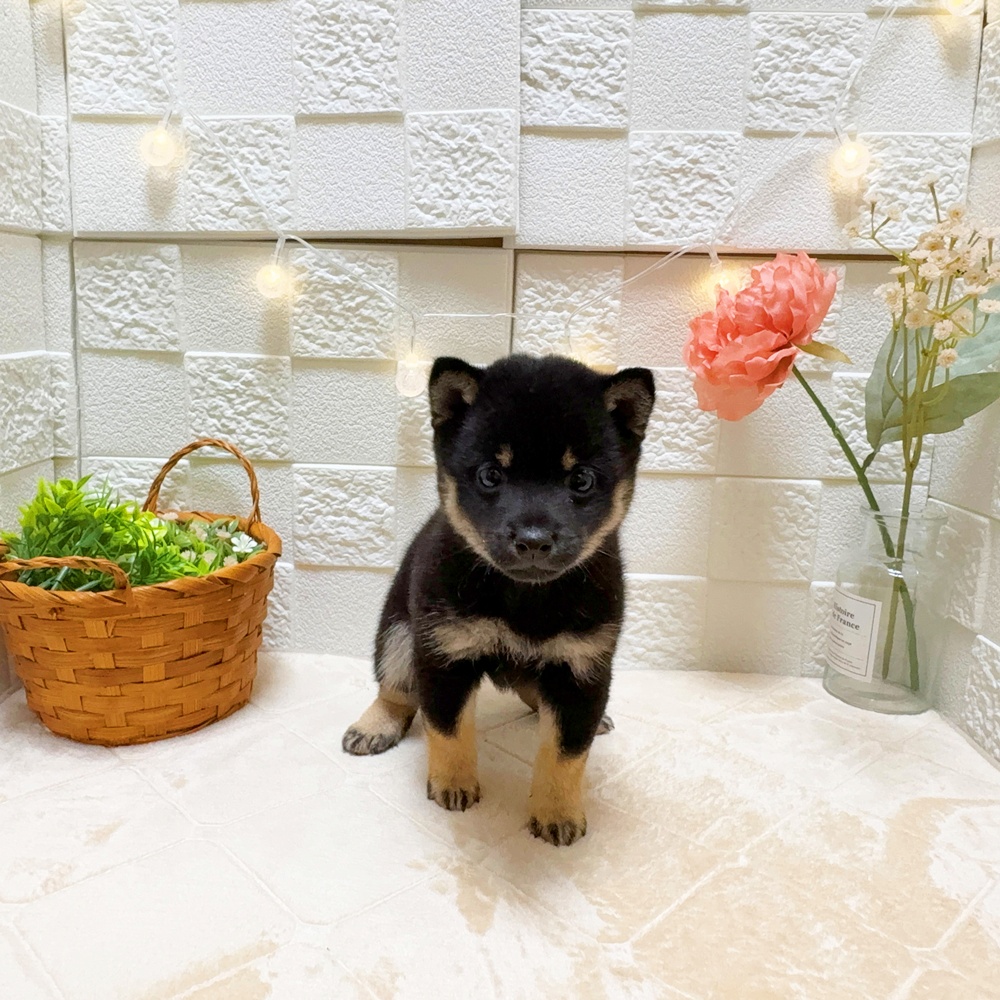 東京都の豆柴 (犬の家＆猫の里ペットフォレスト小平店/2026年3月24日生まれ/女の子/黒)の子犬の4枚目の画像