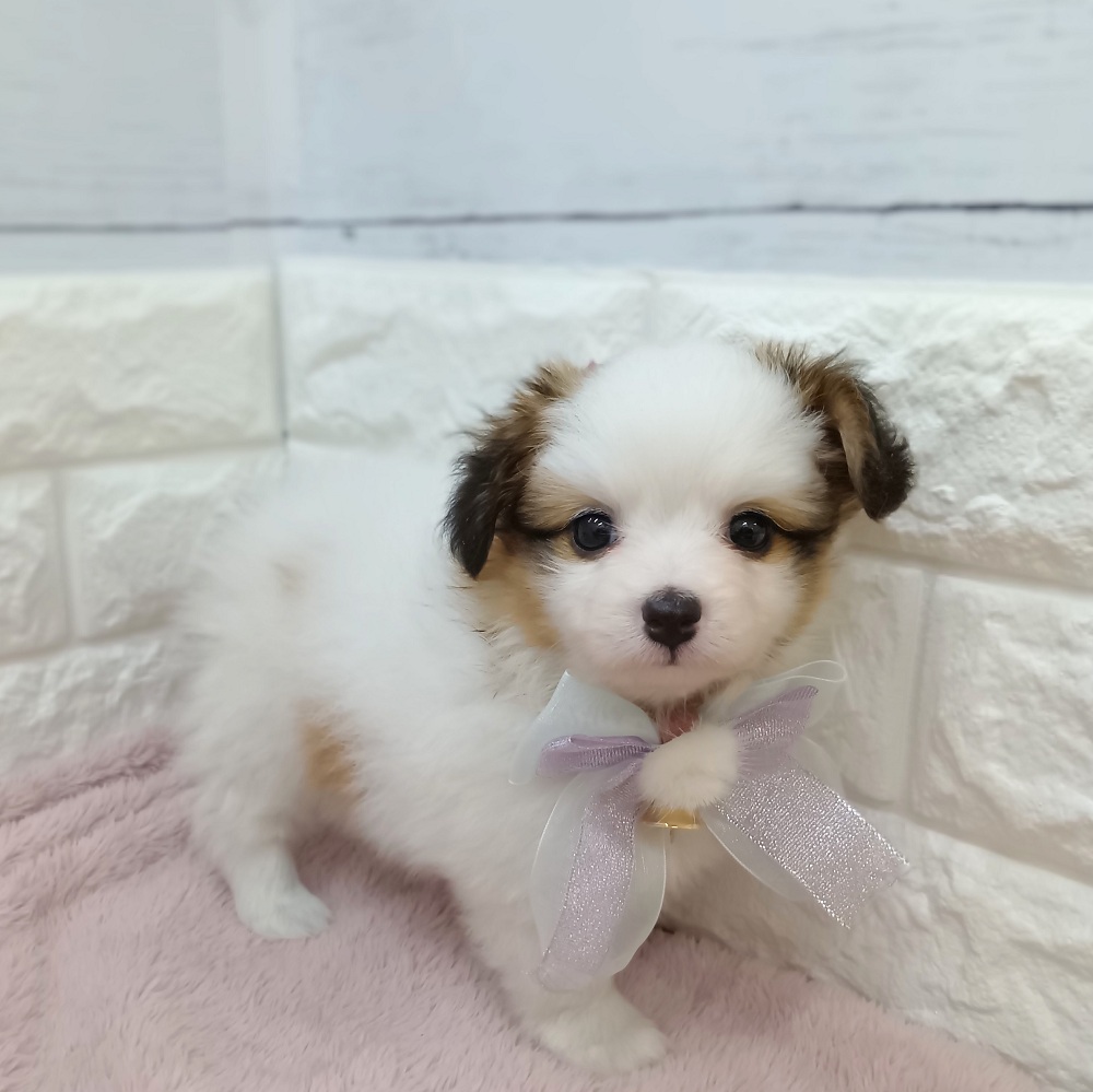 静岡県のパピヨン (犬の家＆猫の里アミーゴ浜松和田店/2026年3月24日生まれ/女の子/ホワイトブラウン)の子犬の4枚目の画像