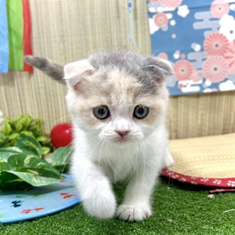 神奈川県のスコティッシュフォールド (犬の家＆猫の里小田原店/2026年3月23日生まれ/女の子/ダイリュートキャリコ)の子猫の4枚目の画像