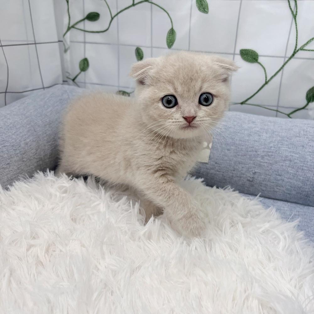 長野県のスコティッシュフォールド (犬の家＆猫の里塩尻店/2026年3月23日生まれ/女の子/クリーム)の子猫の4枚目の画像