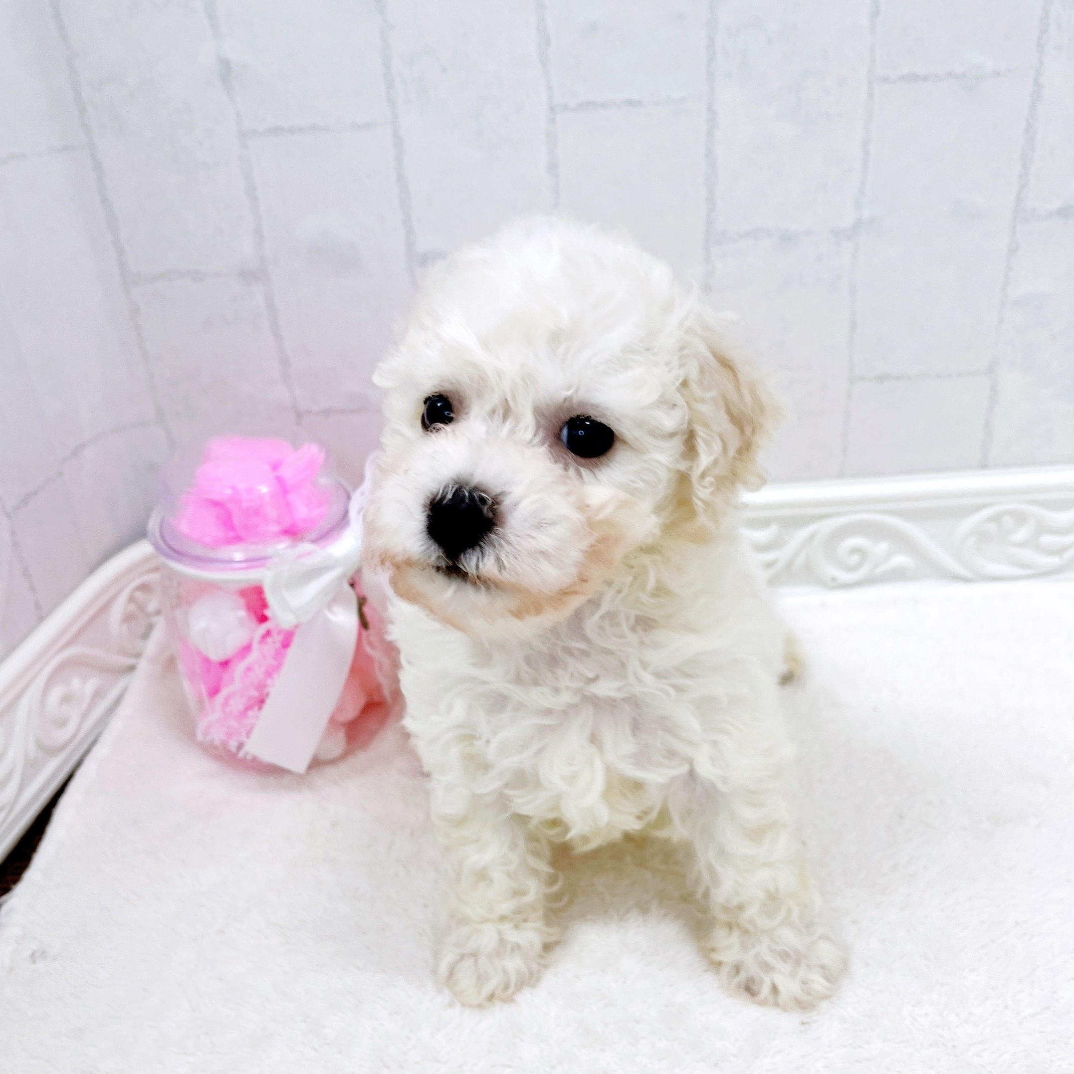 石川県のビションフリーゼ (犬の家＆猫の里アミーゴ金沢有松店/2026年3月24日生まれ/男の子/ホワイト)の子犬の4枚目の画像