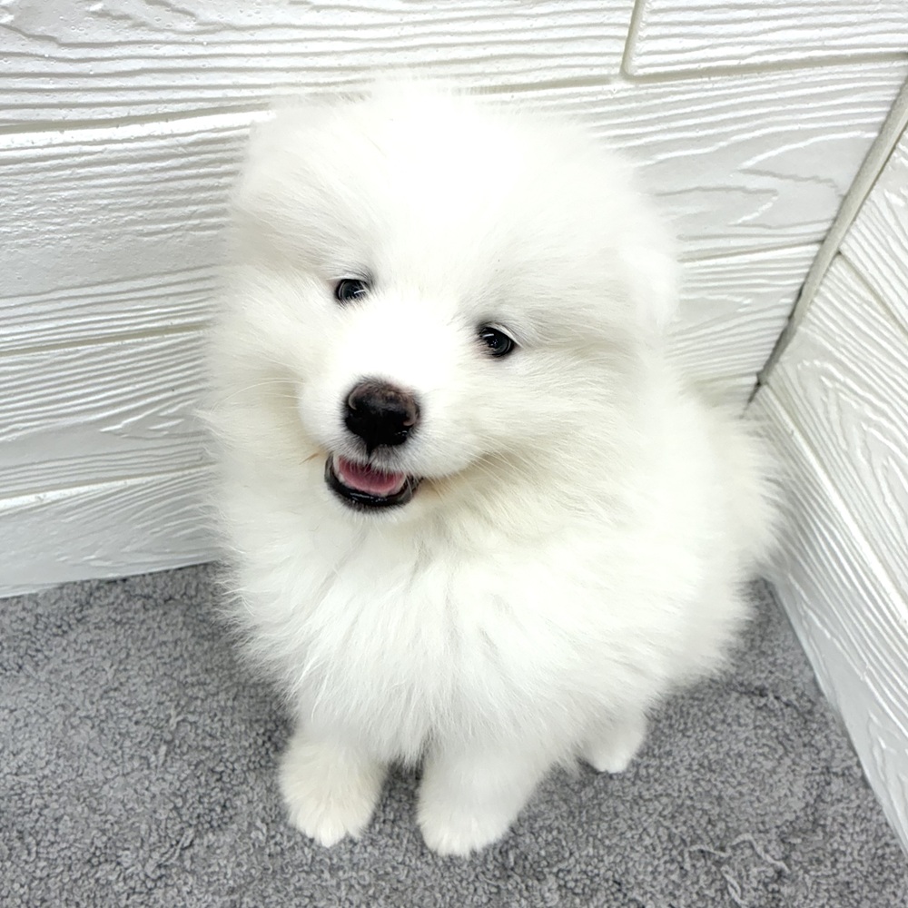 愛知県のサモエド (犬の家＆猫の里七宝店/2026年3月21日生まれ/女の子/ホワイト)の子犬の4枚目の画像