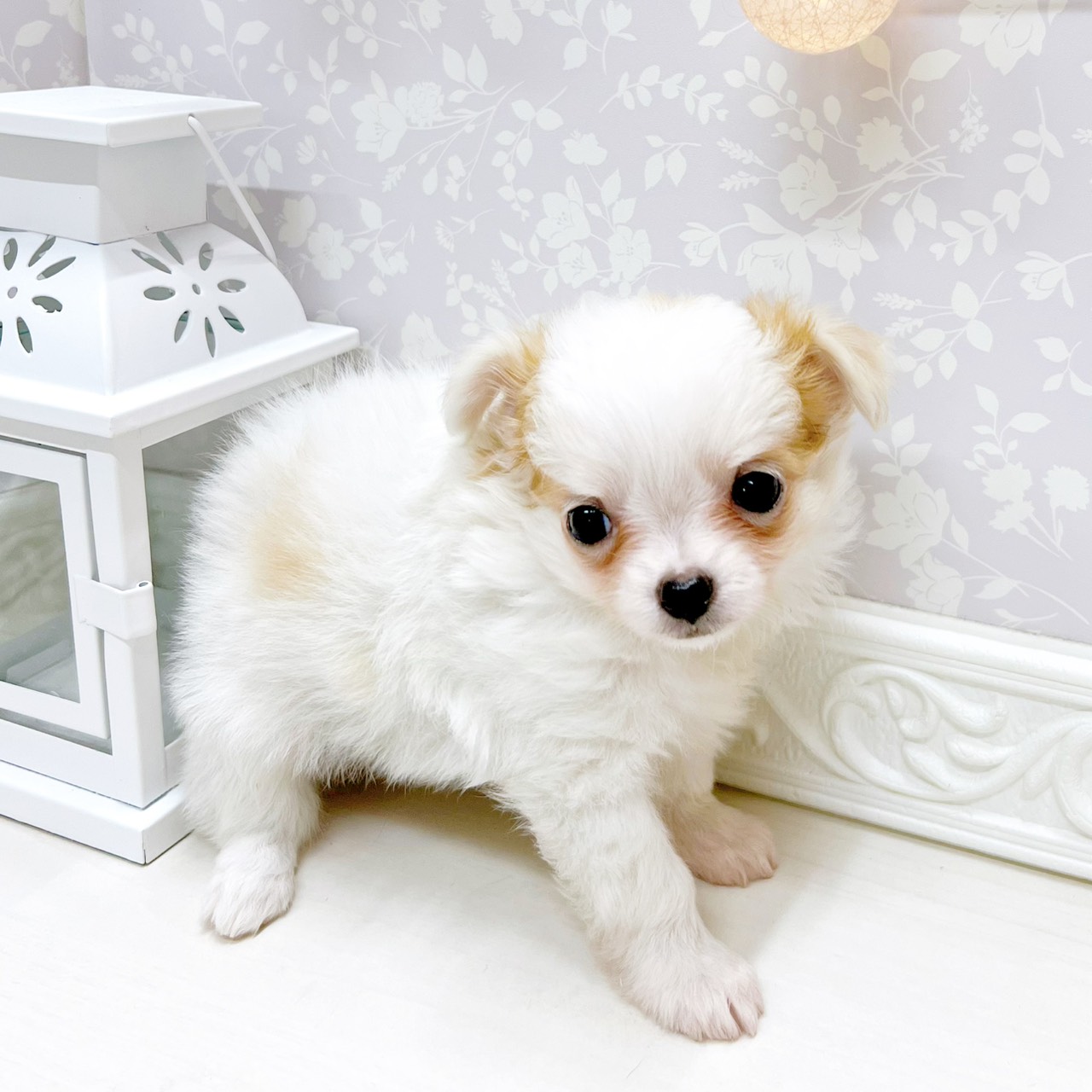 富山県のチワワ(ロング) (犬の家＆猫の里アミーゴ山室店/2026年3月22日生まれ/女の子/ホワイトレッド)の子犬の4枚目の画像