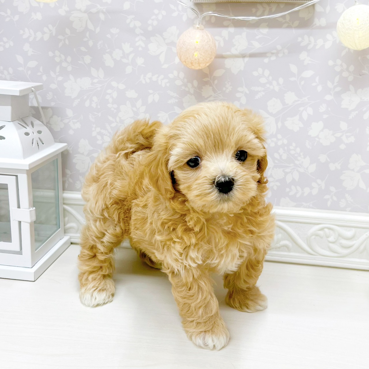 富山県のマルプー(マルチーズ×プードル) (犬の家＆猫の里アミーゴ山室店/2026年3月24日生まれ/男の子/アプリコット)の子犬の4枚目の画像