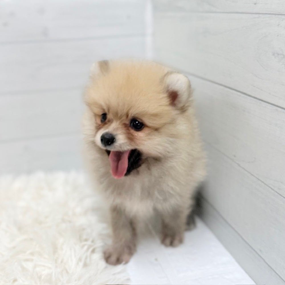 愛知県のポメラニアン (犬の家＆猫の里豊田店/2026年3月24日生まれ/男の子/オレンジ)の子犬の4枚目の画像
