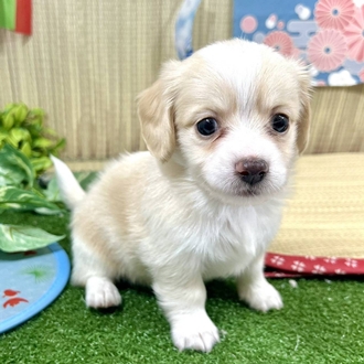 神奈川県のチワックス(チワワ×ダックス) (犬の家＆猫の里小田原店/2026年3月23日生まれ/男の子/クリームホワイト)の子犬の4枚目の画像
