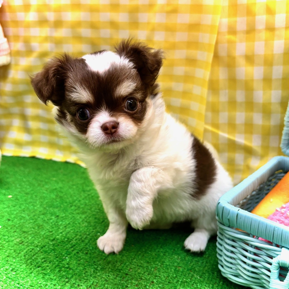 愛知県のチワワ(ロング) (犬の家＆猫の里名古屋天白店/2026年3月24日生まれ/女の子/ホワイトチョコレートタン)の子犬の4枚目の画像