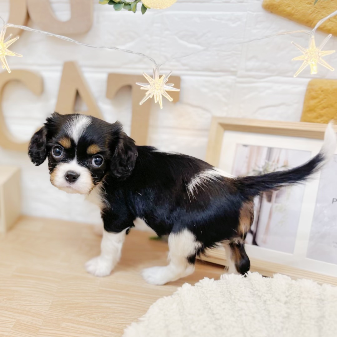 千葉県のキャバリアキングチャールズスパニエル (犬の家＆猫の里ワンズモール稲毛店/2026年3月22日生まれ/女の子/トライカラー)の子犬の4枚目の画像