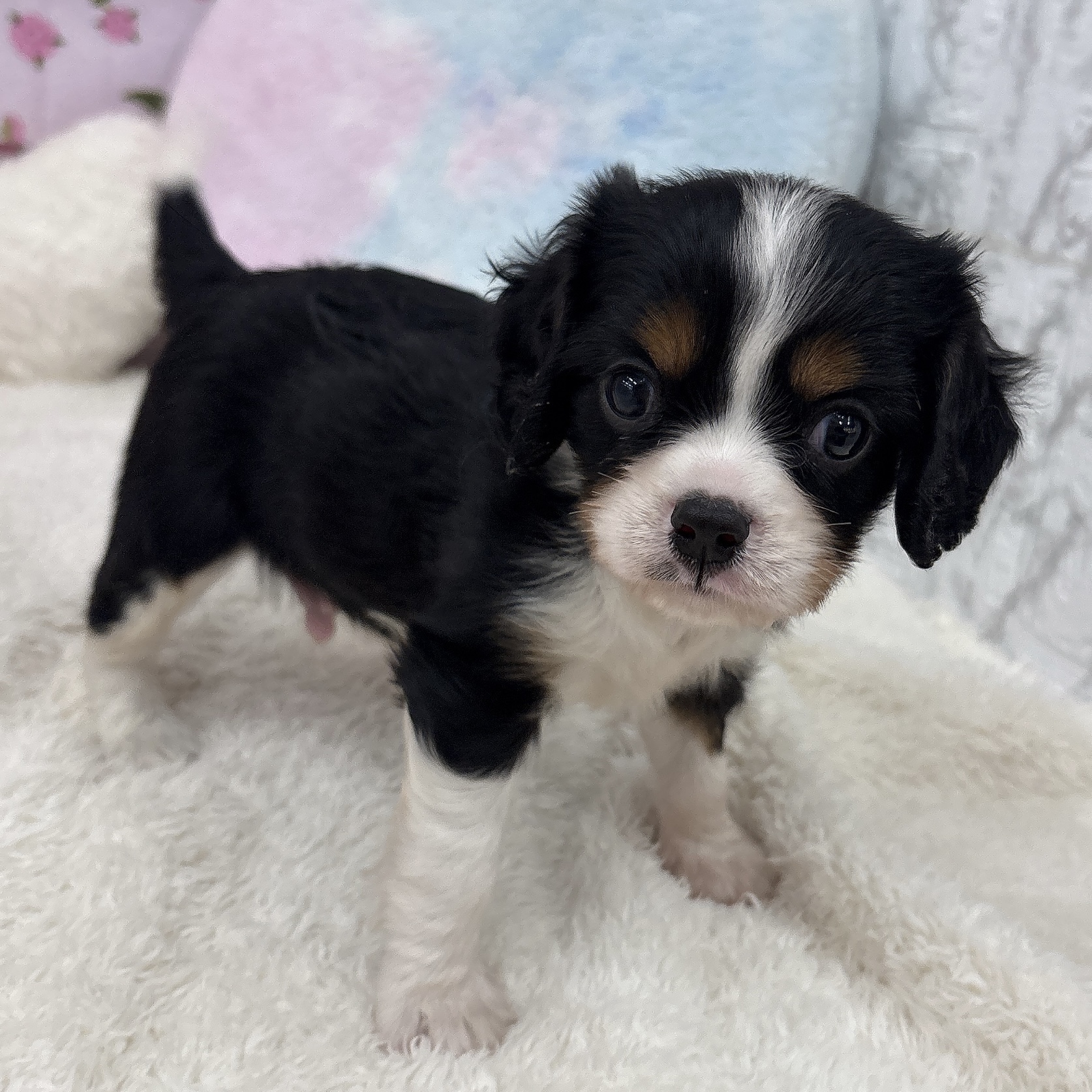 愛知県のキャバリアキングチャールズスパニエル (犬の家＆猫の里エアポートウォーク店/2026年3月22日生まれ/男の子/トライカラー)の子犬の4枚目の画像