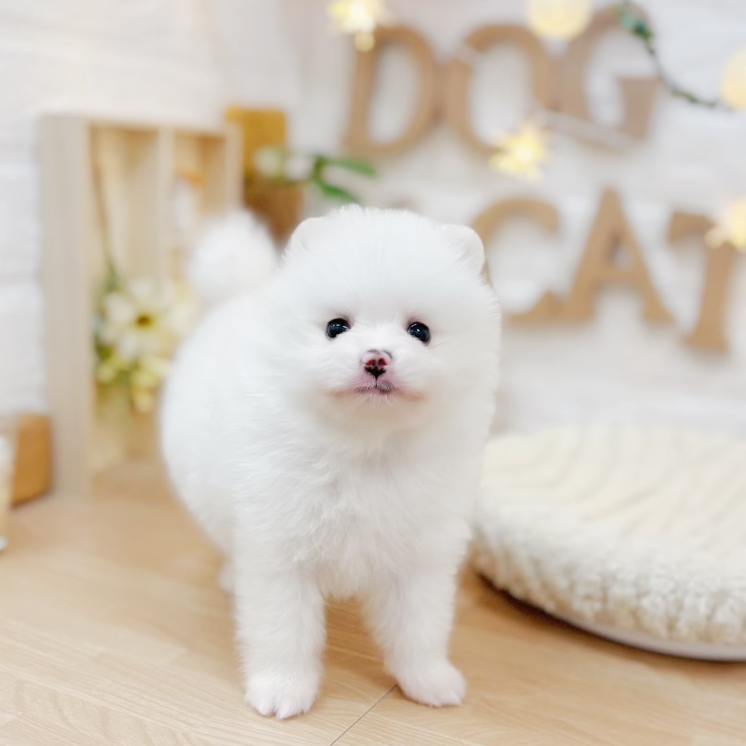 千葉県のポメラニアン (犬の家＆猫の里ワンズモール稲毛店/2026年3月24日生まれ/男の子/クリーム)の子犬の4枚目の画像