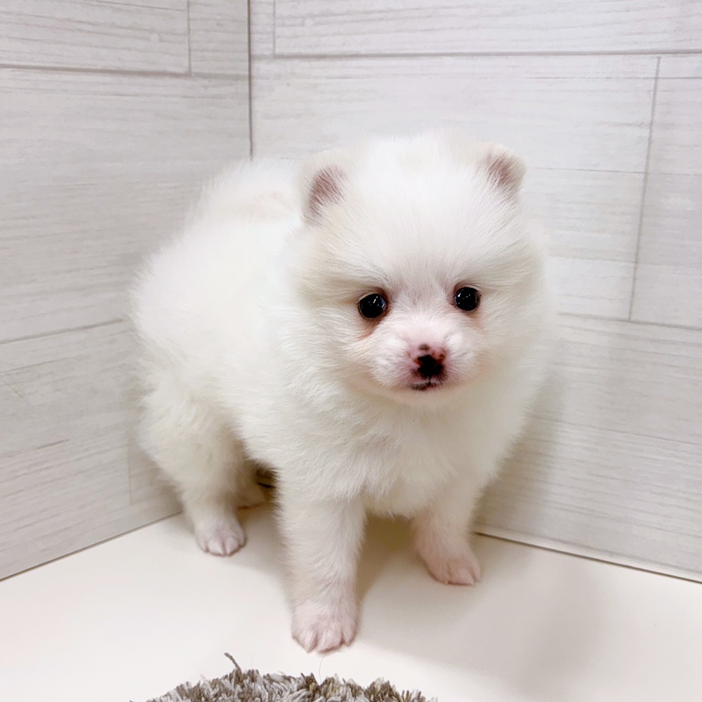 石川県のポメラニアン (犬の家＆猫の里アミーゴ金沢おこばた店/2026年3月24日生まれ/男の子/クリーム)の子犬の4枚目の画像