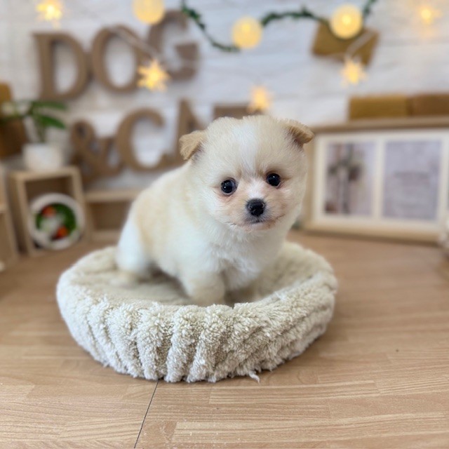 千葉県のポメチワ/チワポメ/ポメチー(ポメラニアン×チワワ) (犬の家＆猫の里ワンズモール稲毛店/2026年3月24日生まれ/男の子/クリーム)の子犬の4枚目の画像
