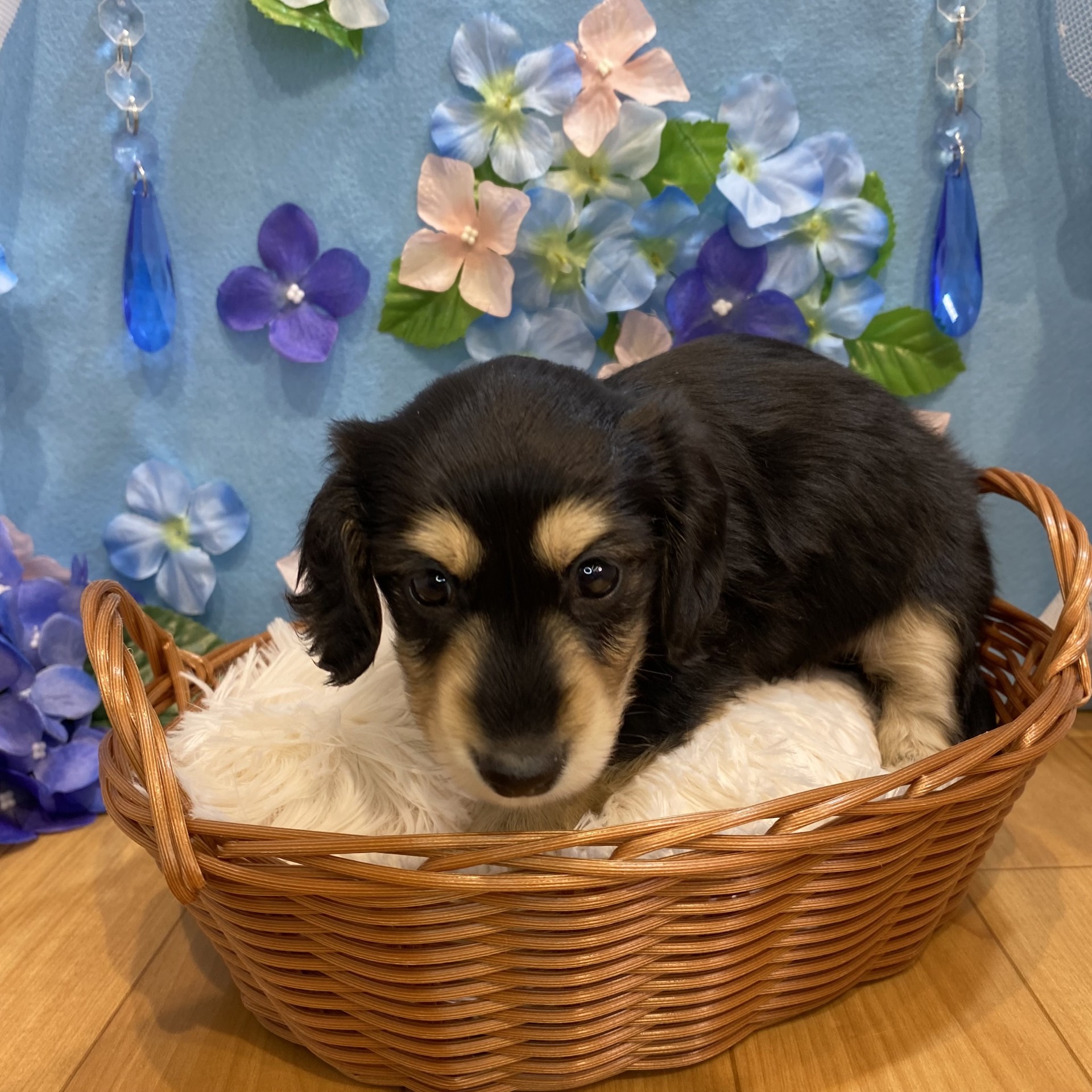 長野県のミニチュアダックスフンド(ロング) (犬の家＆猫の里カインズ梓川店/2026年3月22日生まれ/女の子/ブラックイエロー)の子犬の4枚目の画像