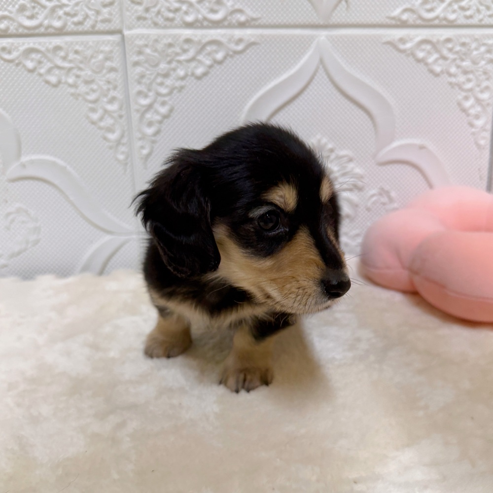 愛知県のミニチュアダックスフンド(ロング) (犬の家＆猫の里岡崎店/2026年3月22日生まれ/男の子/ブラックイエロー)の子犬の4枚目の画像