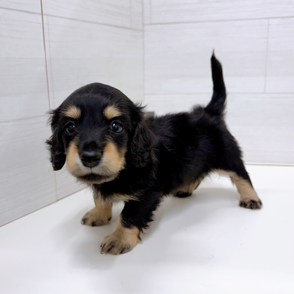 石川県のミニチュアダックスフンド(ロング) (犬の家＆猫の里アミーゴ金沢おこばた店/2026年3月22日生まれ/男の子/ブラックイエロー)の子犬の4枚目の画像