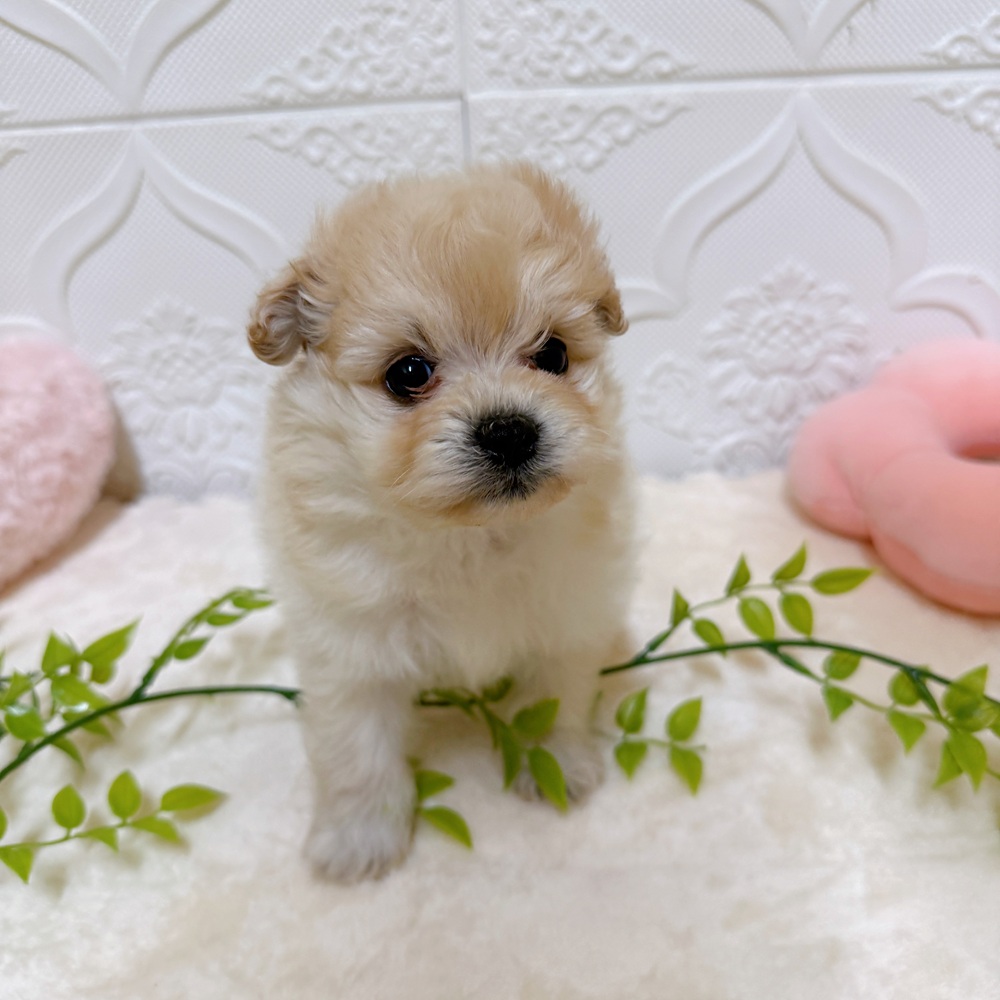 愛知県のポメビション(ポメラニアン×ビションフリーゼ) (犬の家＆猫の里岡崎店/2026年3月21日生まれ/男の子/クリーム)の子犬の4枚目の画像