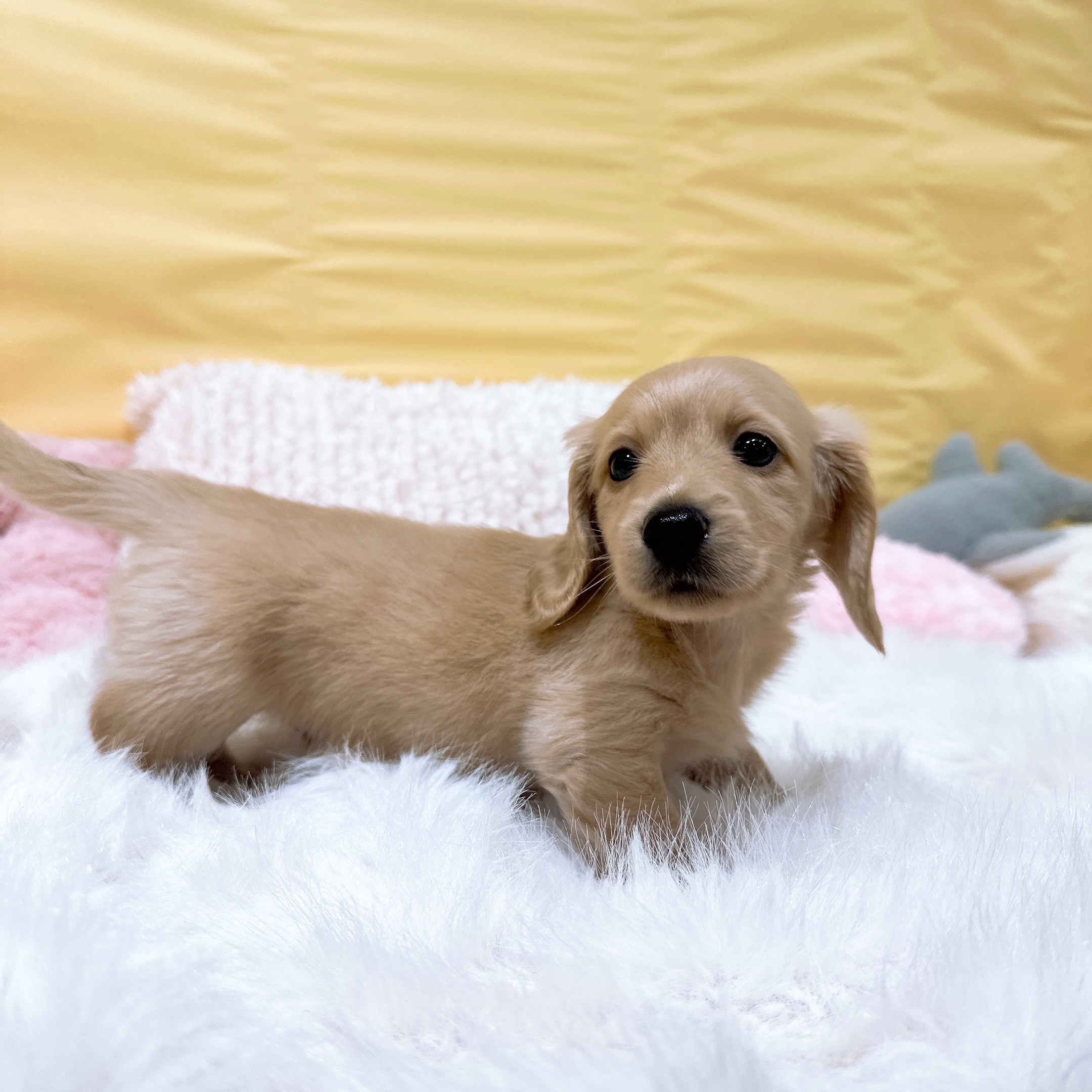 神奈川県のミニチュアダックスフンド(ロング) (犬の家＆猫の里元住吉ブレーメン通り店/2026年3月22日生まれ/男の子/イエロー)の子犬の4枚目の画像