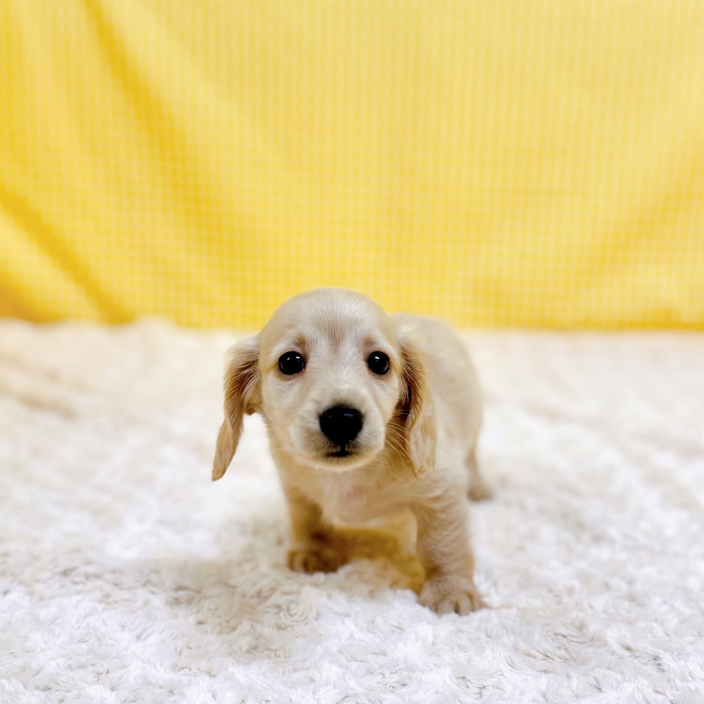 愛知県のミニチュアダックスフンド(ロング) (犬の家＆猫の里一宮店/2026年3月22日生まれ/男の子/イエロー)の子犬の4枚目の画像